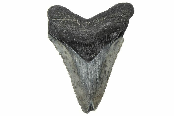 Serrated, Juvenile Megalodon Tooth - South Carolina #360931